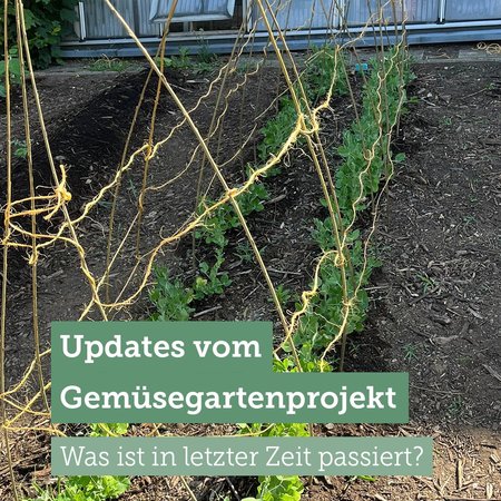 Im Gemüsegartenprojekt hat sich in letzter Zeit einiges getan. 🌱 Was genau passiert ist, erfahrt ihr in diesem Post. 🥕🥬🫜

#gemüsegarten #bildung #schulen #umweltbildung #klimafairein